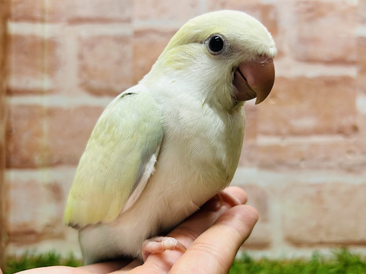【☆最新画像更新☆】エメラルドグリーンカラー💚💚とっても美しいオキナインコさんがやってきました~🌟🌟 オキナインコ