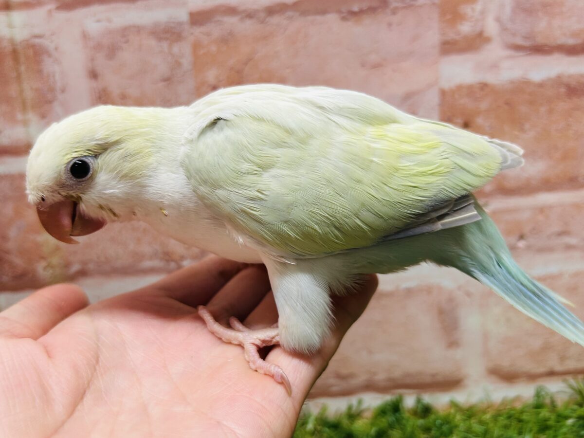 【☆最新画像更新☆】エメラルドグリーンカラー💚💚とっても美しいオキナインコさんがやってきました~🌟🌟 オキナインコ