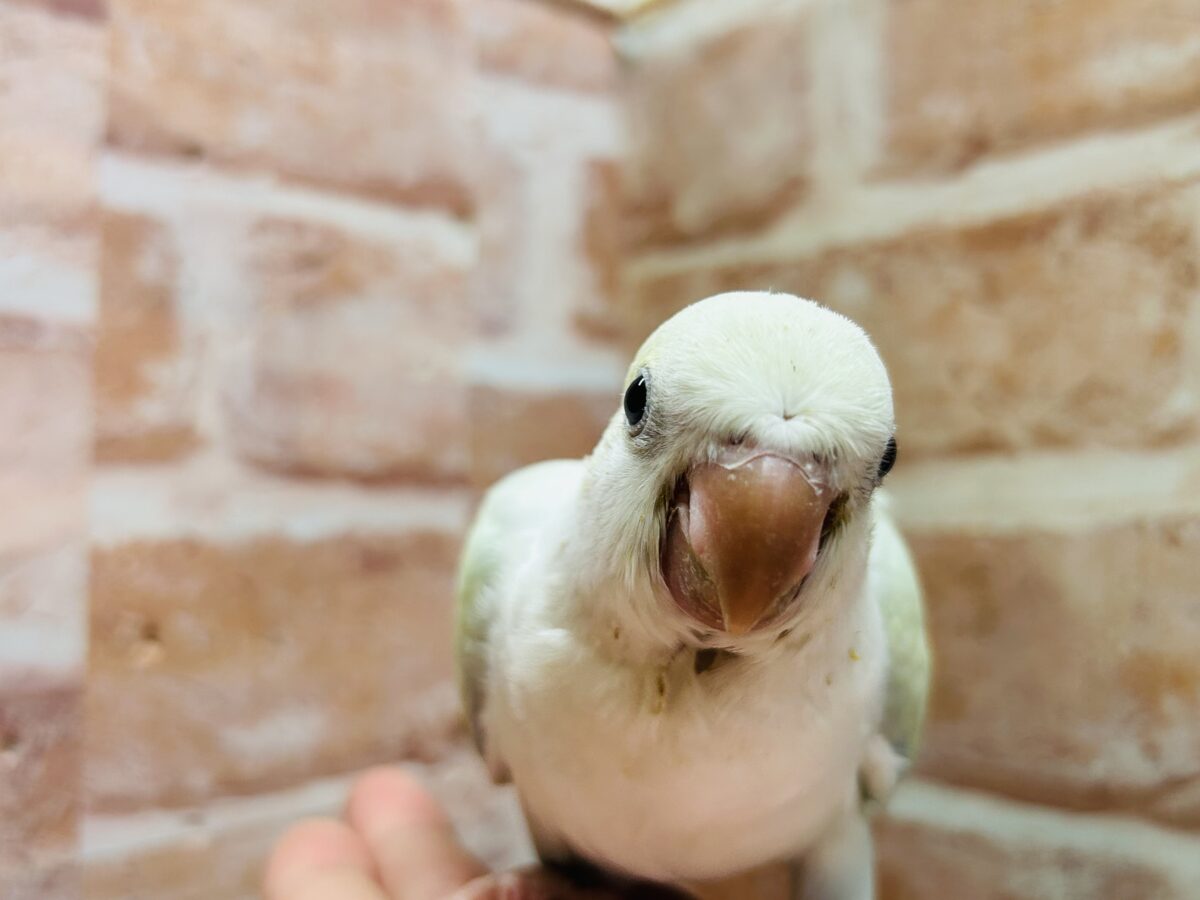 【☆最新画像更新☆】エメラルドグリーンカラー💚💚とっても美しいオキナインコさんがやってきました~🌟🌟 オキナインコ