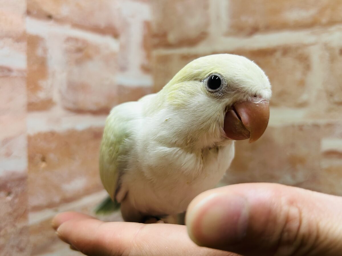 【☆最新画像更新☆】エメラルドグリーンカラー💚💚とっても美しいオキナインコさんがやってきました~🌟🌟 オキナインコ
