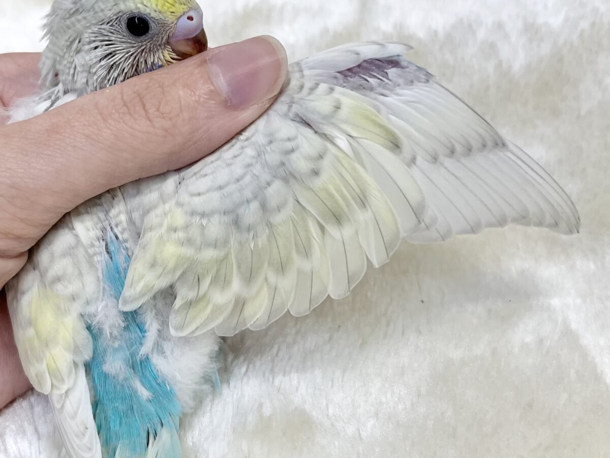 美しい…☺️✨✨ セキセイインコ(イエローフェイス パステル スパングル) セキセイインコ