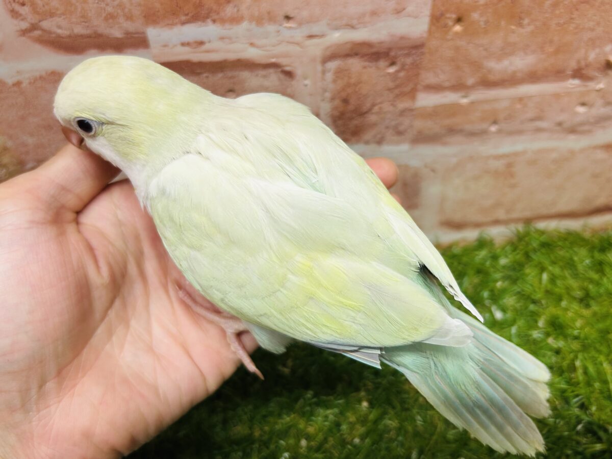 【☆最新画像更新☆】エメラルドグリーンカラー💚💚とっても美しいオキナインコさんがやってきました~🌟🌟 オキナインコ