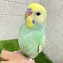 ✨️最新画像✨あまあまメロンのメロリーナ❕🍈꙳ ⟡セキセイインコ(レインボー/2026年6月生まれ)