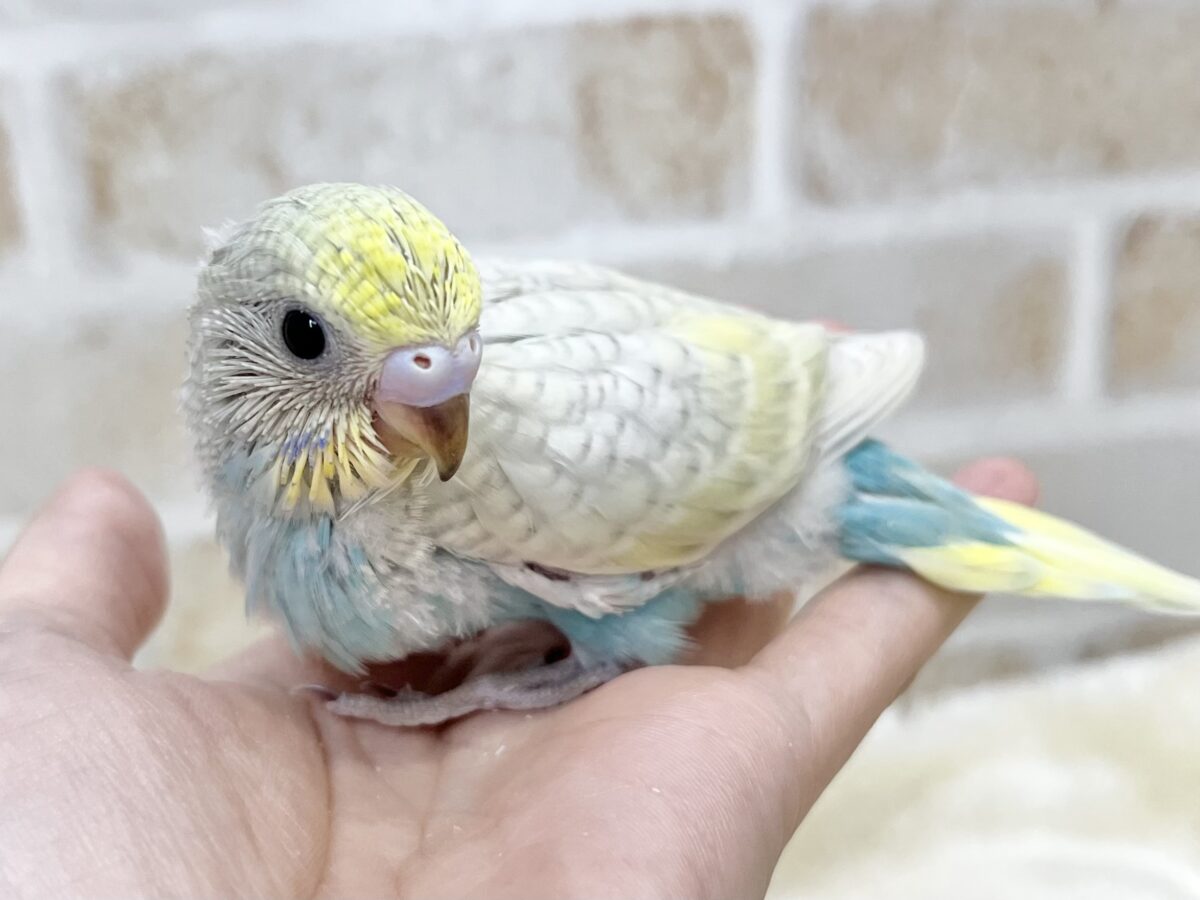美しい…☺️✨✨ セキセイインコ(イエローフェイス パステル スパングル) セキセイインコ