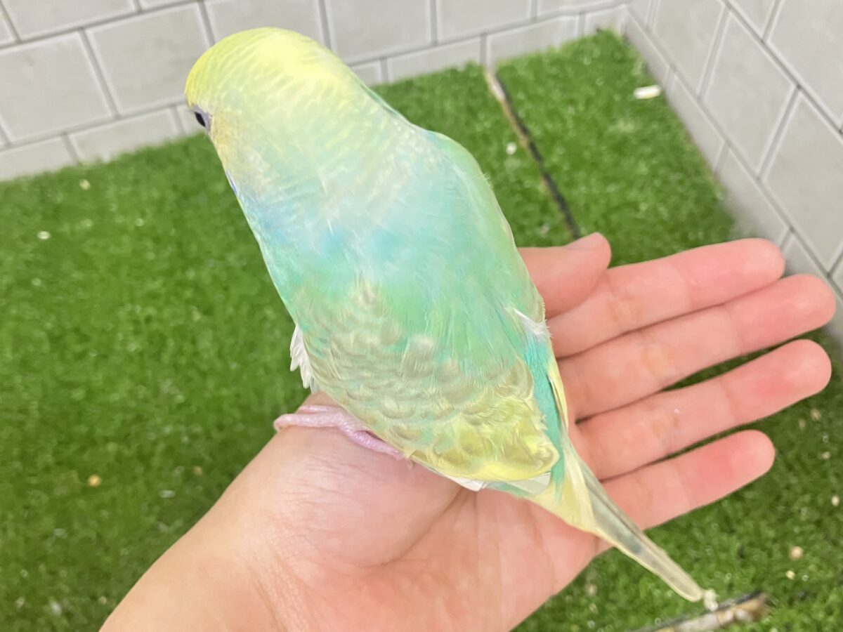 ✨️最新画像✨あまあまメロンのメロリーナ❕🍈꙳ ⟡セキセイインコ(レインボー/2026年6月生まれ) セキセイインコ