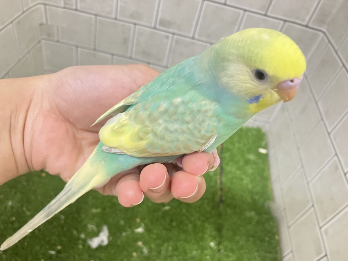 ✨️最新画像✨あまあまメロンのメロリーナ❕🍈꙳ ⟡セキセイインコ(レインボー/2026年6月生まれ) セキセイインコ