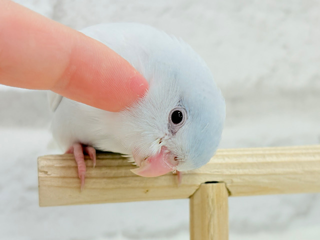 【最新画像更新🪄もうすぐひとり餌‪☆】淡い羽色にミステリアスな雰囲気🐣🩵🫧マメルリハ(アメリカンホワイトファロー) 女の子 ヒナ