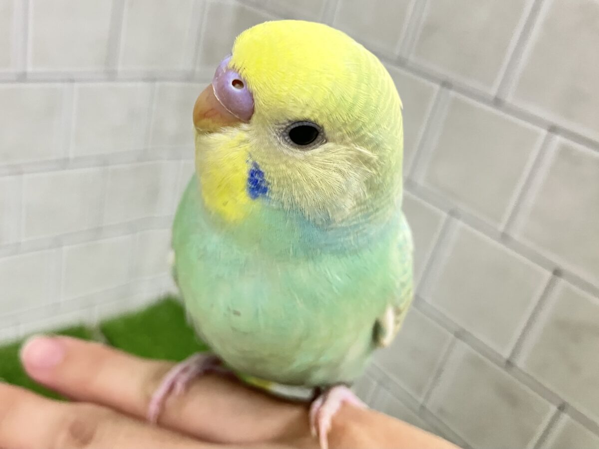 ✨️最新画像✨あまあまメロンのメロリーナ❕🍈꙳ ⟡セキセイインコ(レインボー/2026年6月生まれ) セキセイインコ