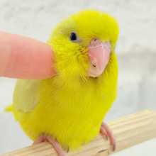 【最新画像更新🪄ひとり餌になりました‪☆】絶世の美マメがやってきた🐣🫛💖マメルリハ(アメリカンイエロー) 女の子 ヒナ