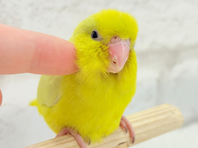 【最新画像更新🪄ひとり餌になりました‪☆】絶世の美マメがやってきた🐣🫛💖マメルリハ(アメリカンイエロー) 女の子 ヒナ