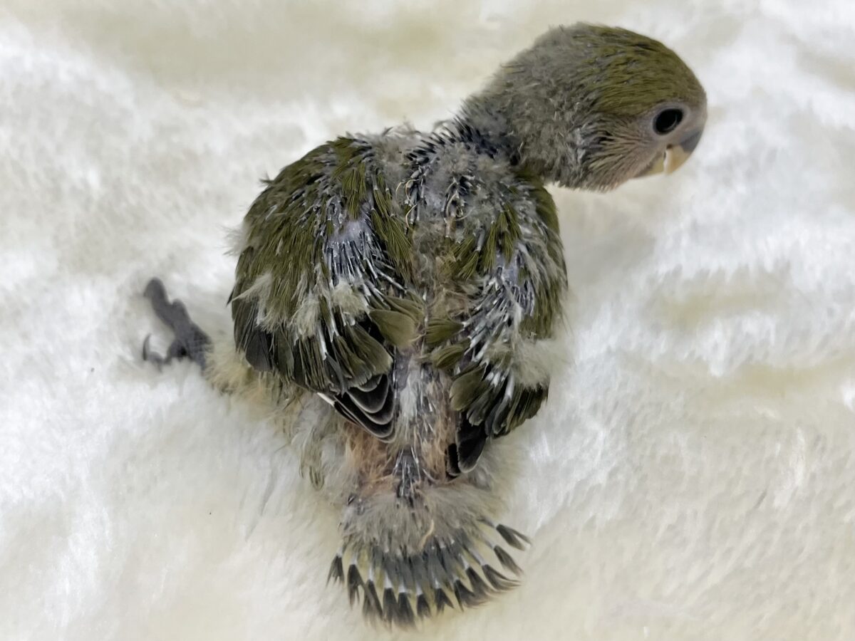 渋いオシャレカラー🫒🌱 コザクラインコ(オリーブ) コザクラインコ(小桜インコ)