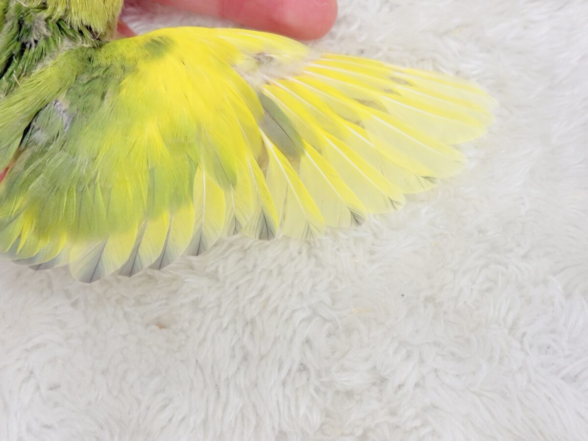 コザクラインコ（小桜インコ）