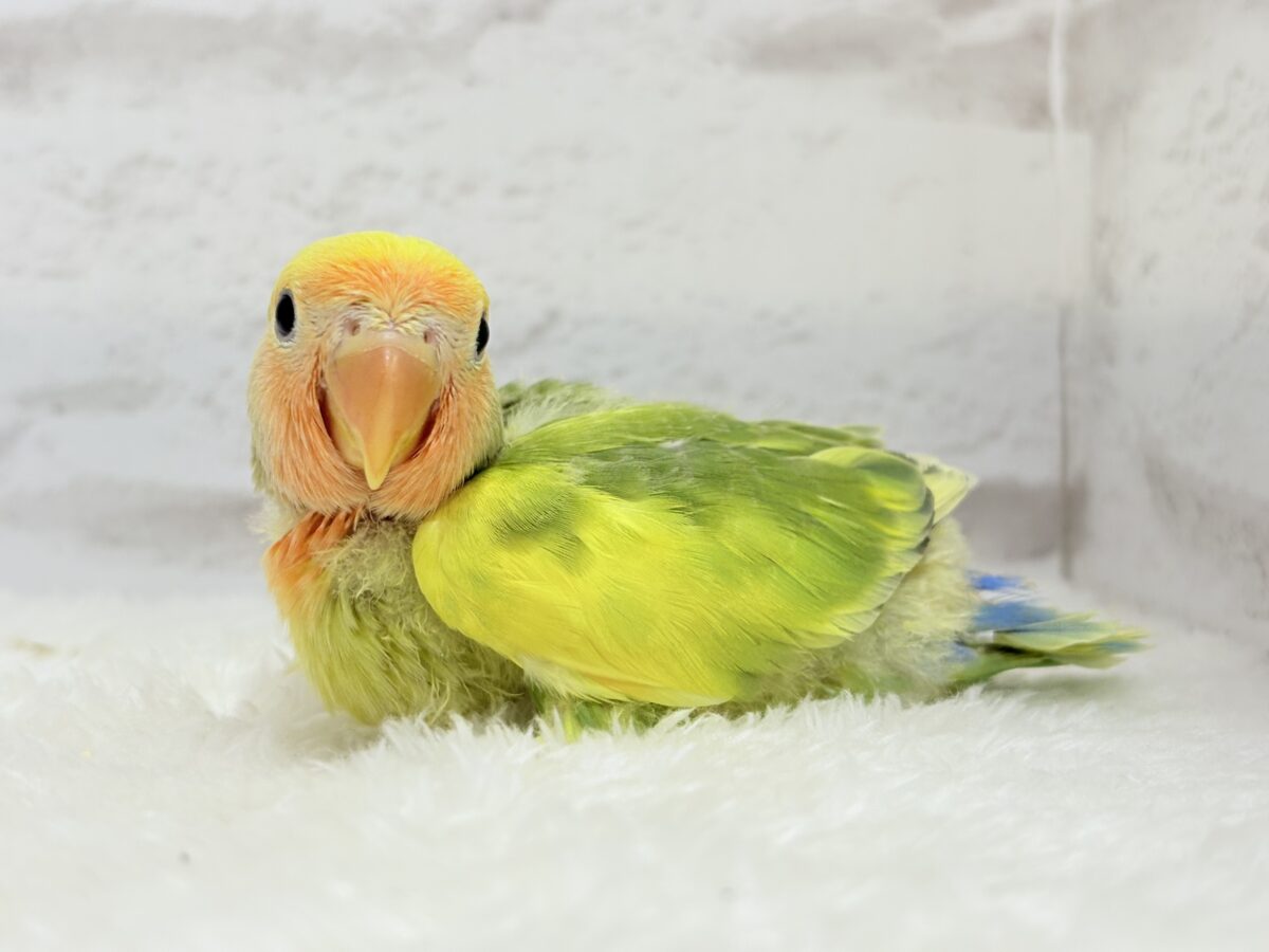 コザクラインコ（小桜インコ）