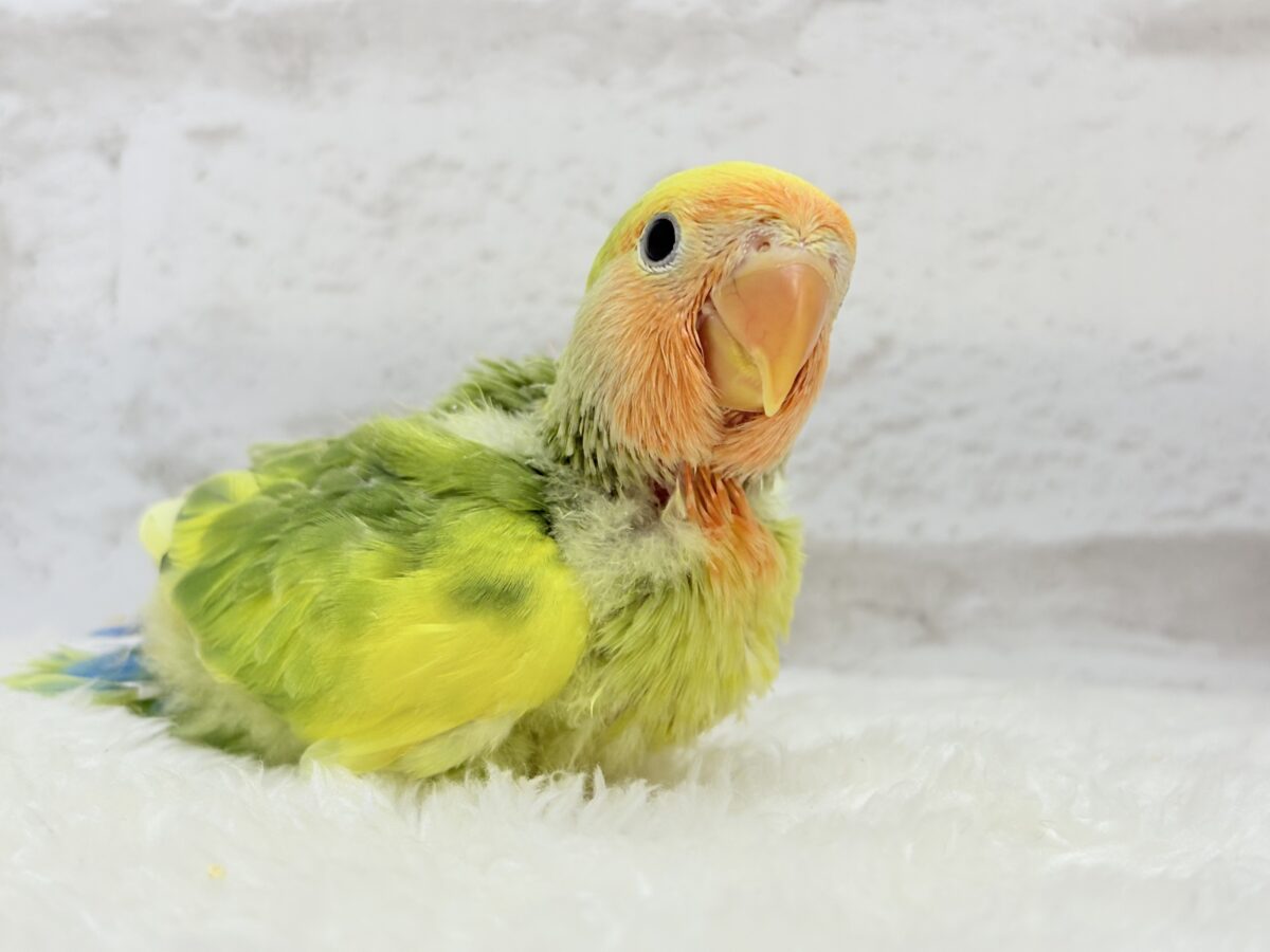 コザクラインコ（小桜インコ）