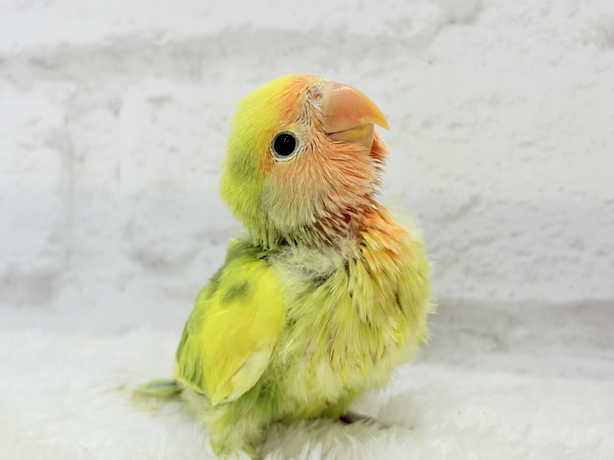 コザクラインコ（小桜インコ）