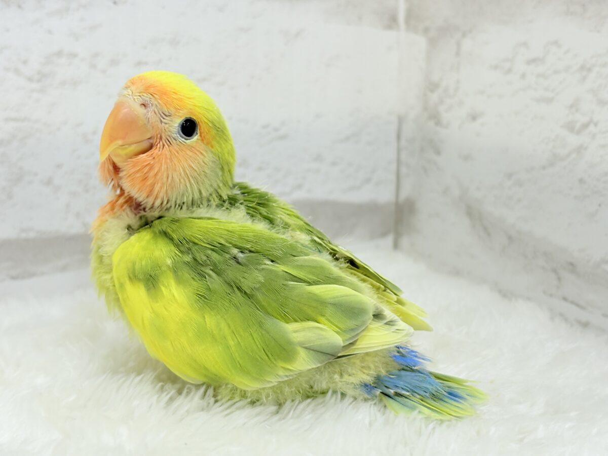 コザクラインコ（小桜インコ）
