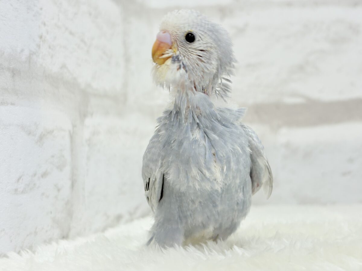 【最新画像更新🪄】ほわっ♡ふわっ♡わた毛に包まれた天使ちゃん🪅セキセイインコ(スパングル) ヒナ セキセイインコ