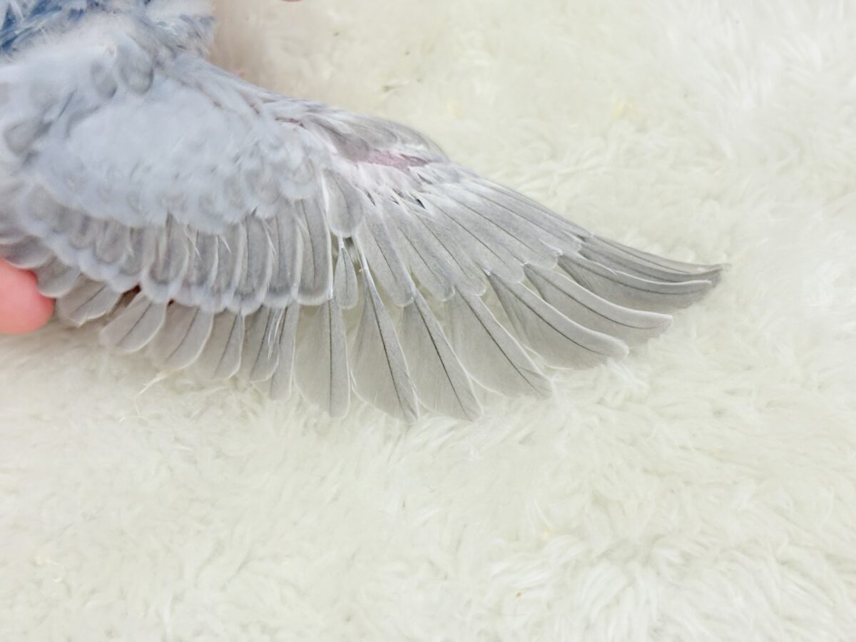 【最新画像更新🪄】ほわっ♡ふわっ♡わた毛に包まれた天使ちゃん🪅セキセイインコ(スパングル) ヒナ セキセイインコ