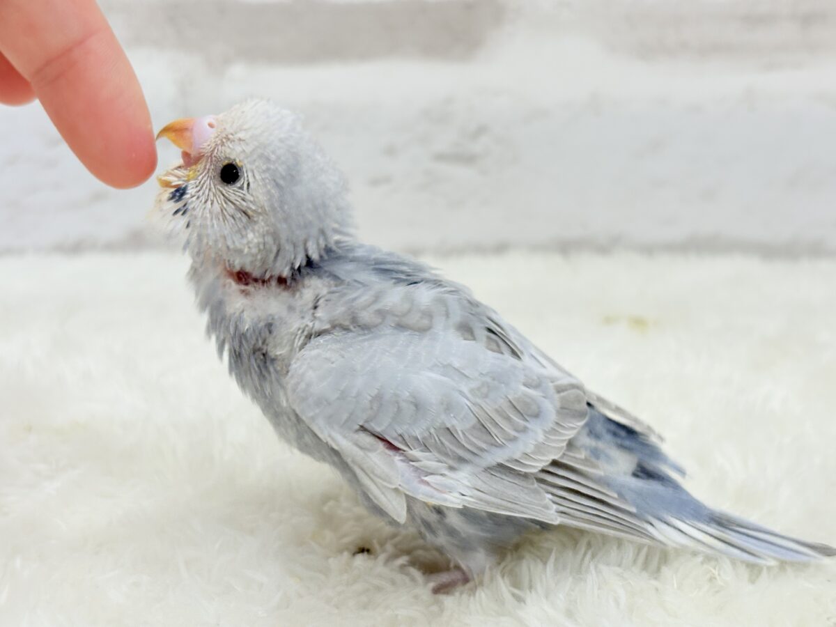 【最新画像更新🪄】ほわっ♡ふわっ♡わた毛に包まれた天使ちゃん🪅セキセイインコ(スパングル) ヒナ セキセイインコ