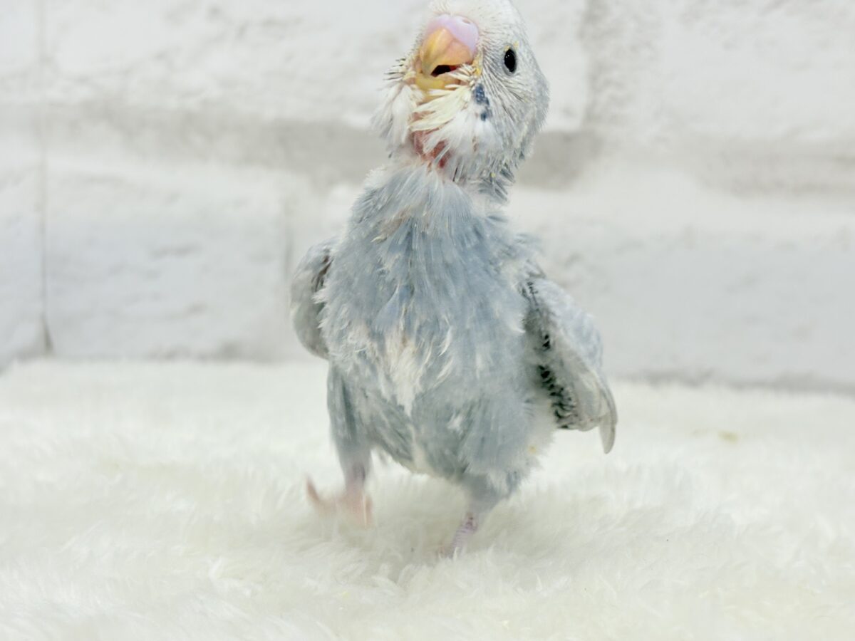 【最新画像更新🪄】ほわっ♡ふわっ♡わた毛に包まれた天使ちゃん🪅セキセイインコ(スパングル) ヒナ セキセイインコ