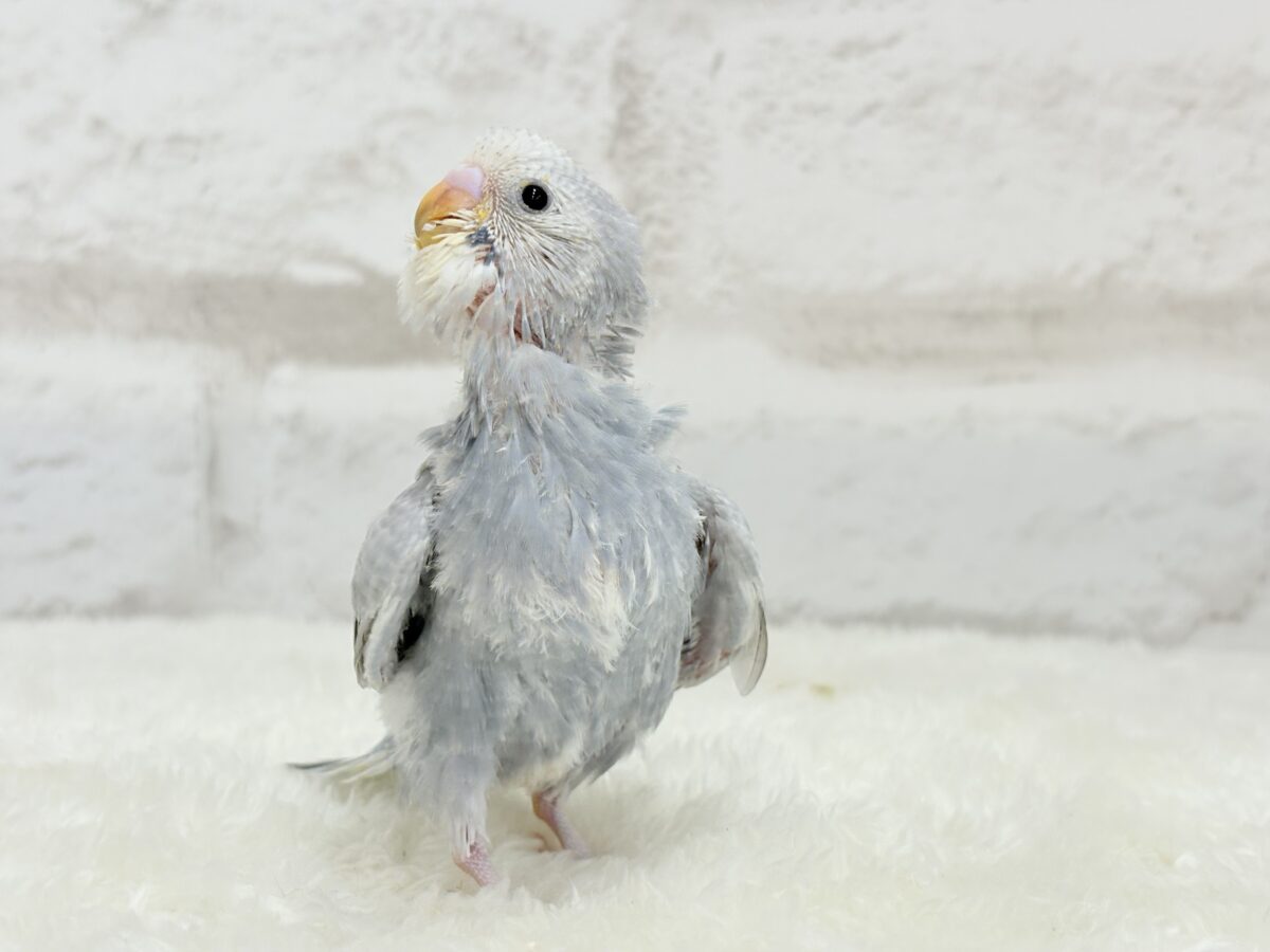 【最新画像更新🪄】ほわっ♡ふわっ♡わた毛に包まれた天使ちゃん🪅セキセイインコ(スパングル) ヒナ セキセイインコ
