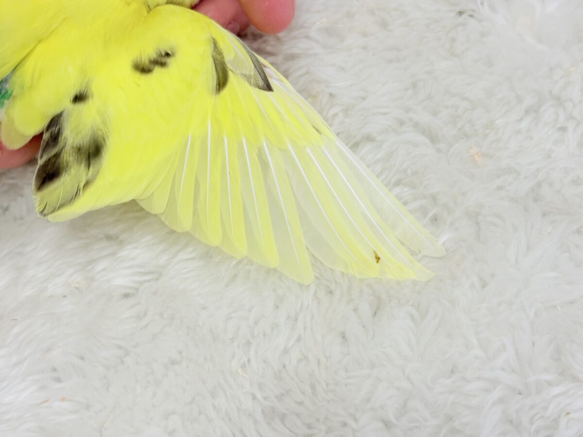 【最新画像更新🪄】プリティーなタレ目フェイス🐣💛セキセイインコ(黄色ハルクイン) ヒナ セキセイインコ