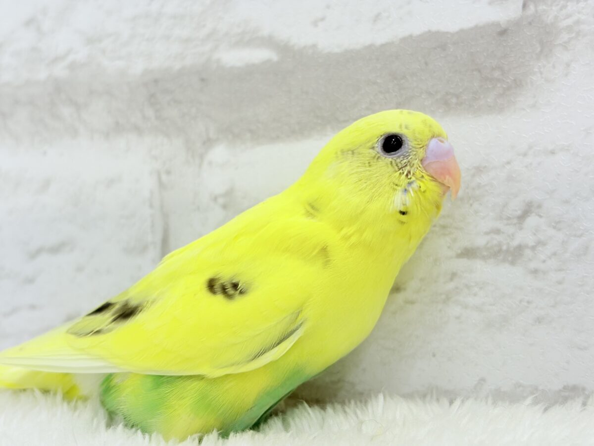 【最新画像更新🪄】プリティーなタレ目フェイス🐣💛セキセイインコ(黄色ハルクイン) ヒナ セキセイインコ