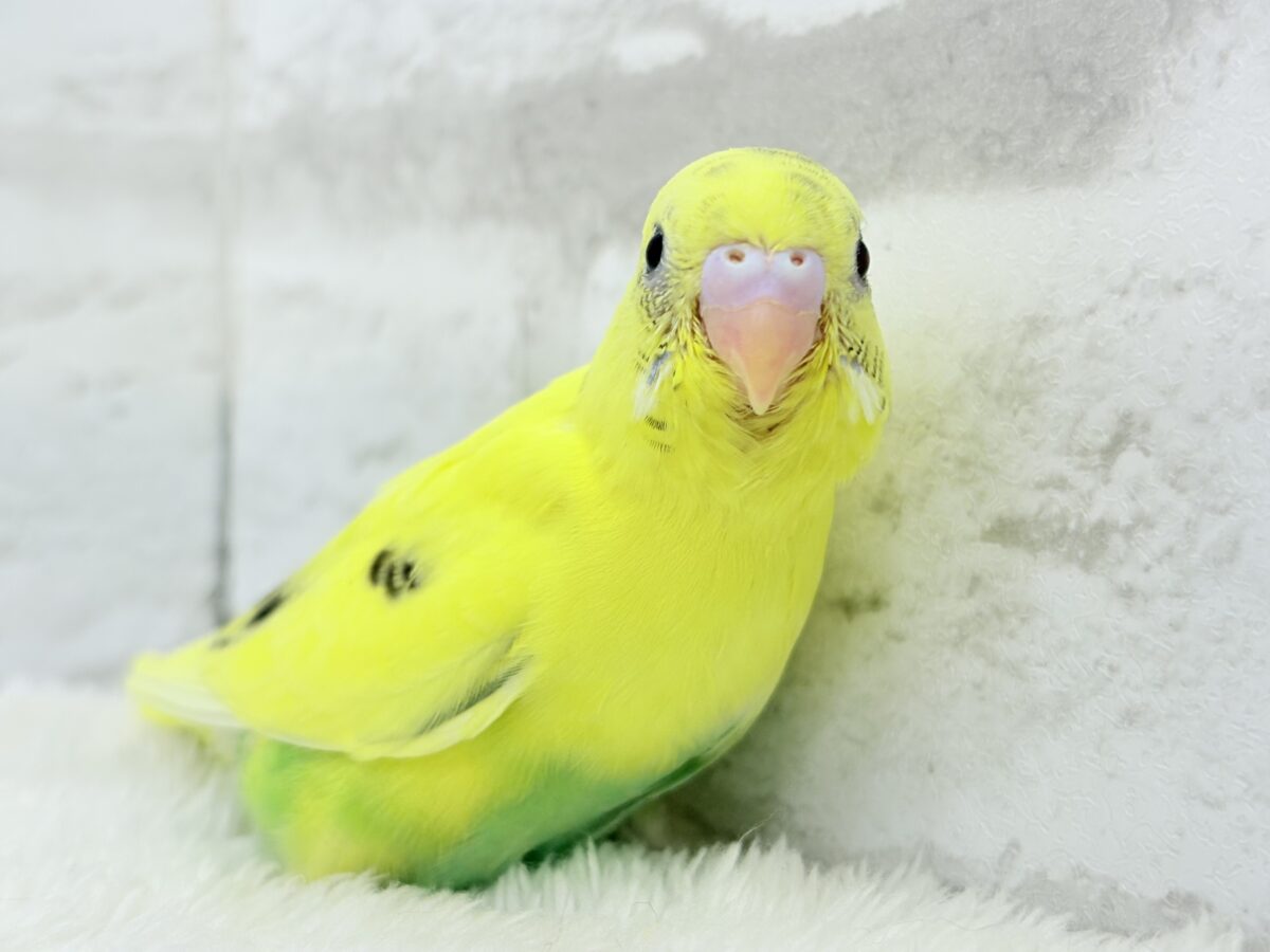 【最新画像更新🪄】プリティーなタレ目フェイス🐣💛セキセイインコ(黄色ハルクイン) ヒナ セキセイインコ