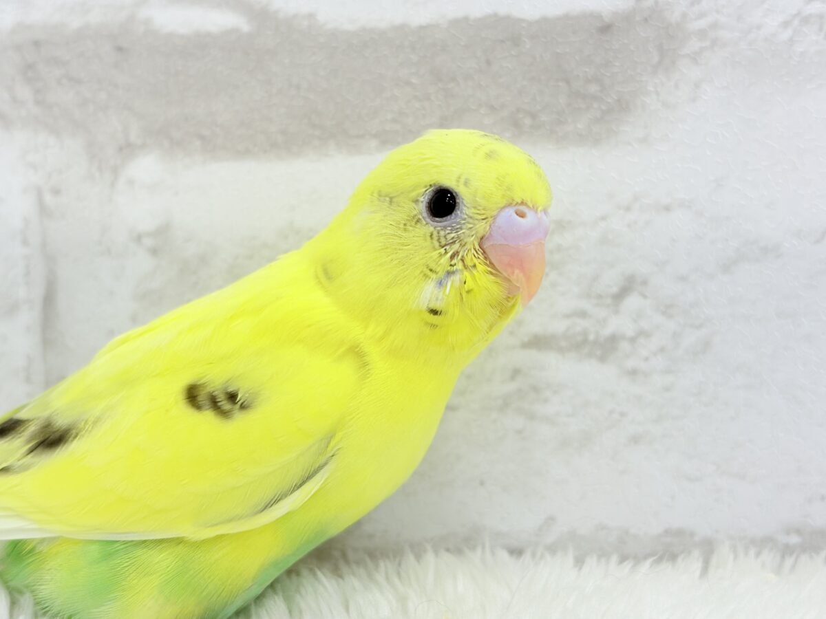 【最新画像更新🪄】プリティーなタレ目フェイス🐣💛セキセイインコ(黄色ハルクイン) ヒナ セキセイインコ