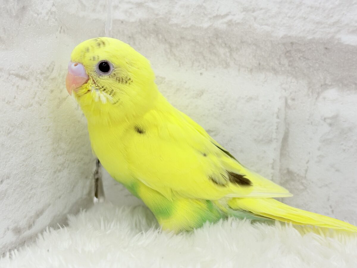 【最新画像更新🪄】プリティーなタレ目フェイス🐣💛セキセイインコ(黄色ハルクイン) ヒナ セキセイインコ