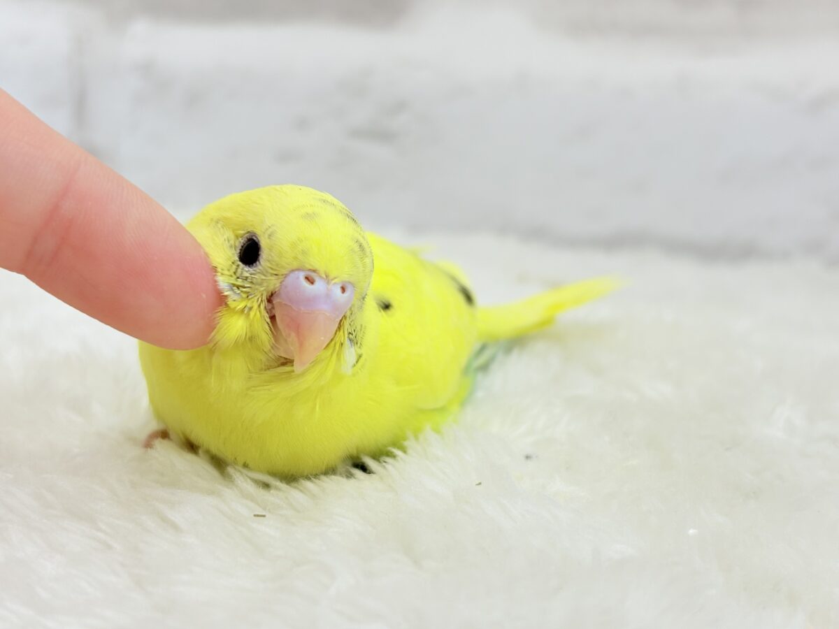 【最新画像更新🪄】プリティーなタレ目フェイス🐣💛セキセイインコ(黄色ハルクイン) ヒナ セキセイインコ
