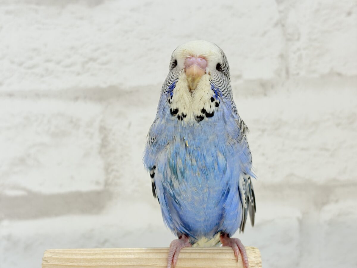 ジャンボセキセイインコ