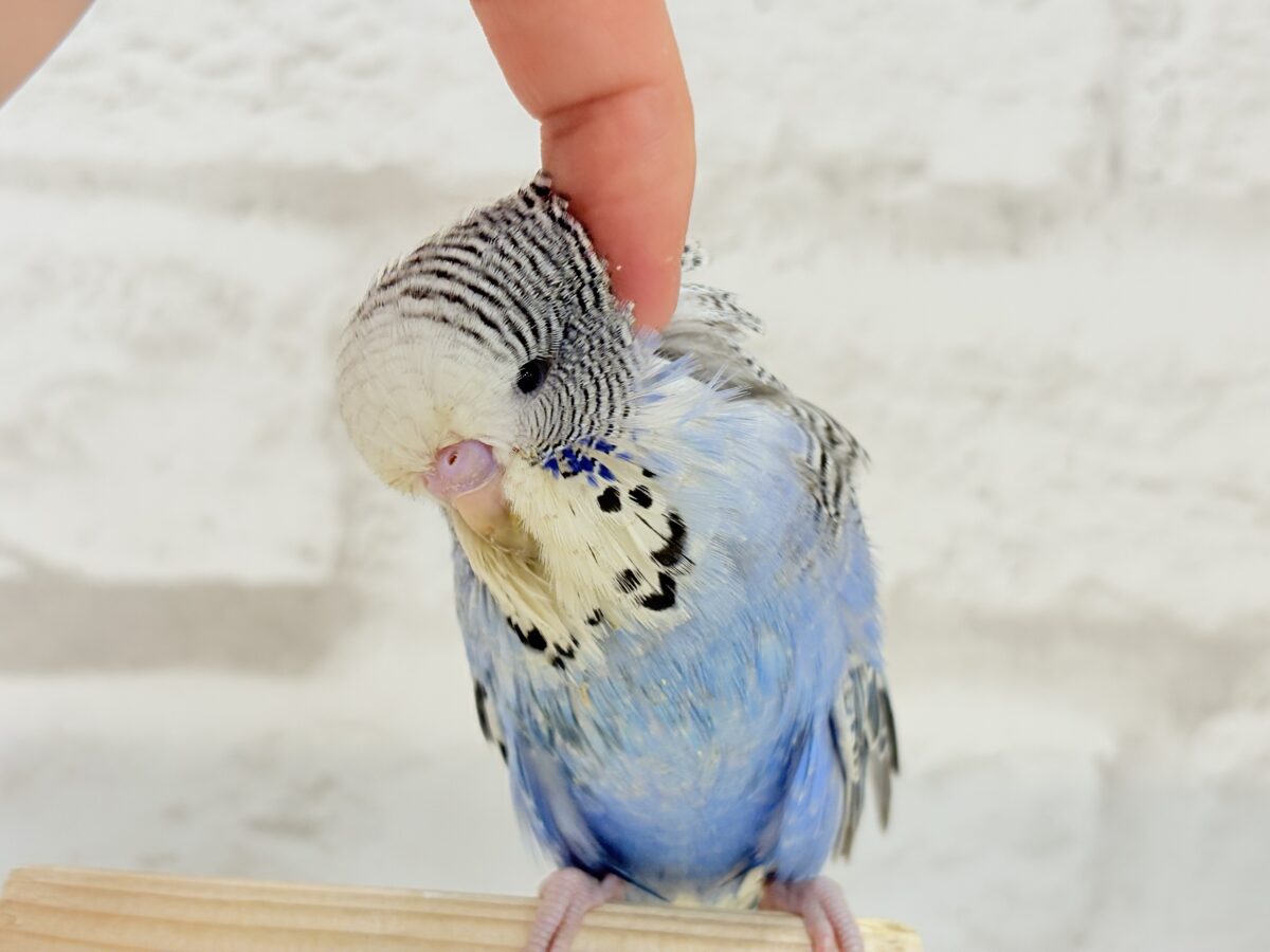 ジャンボセキセイインコ