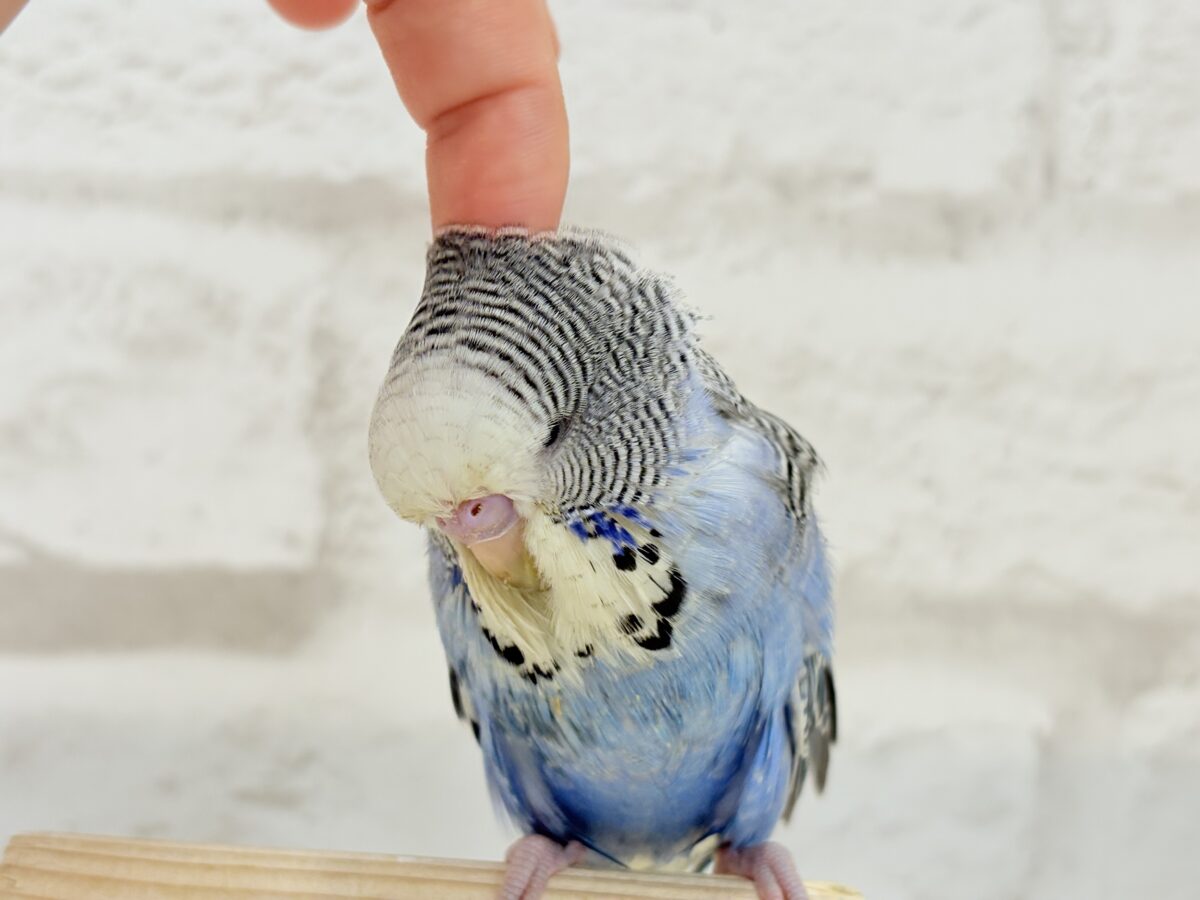 ジャンボセキセイインコ