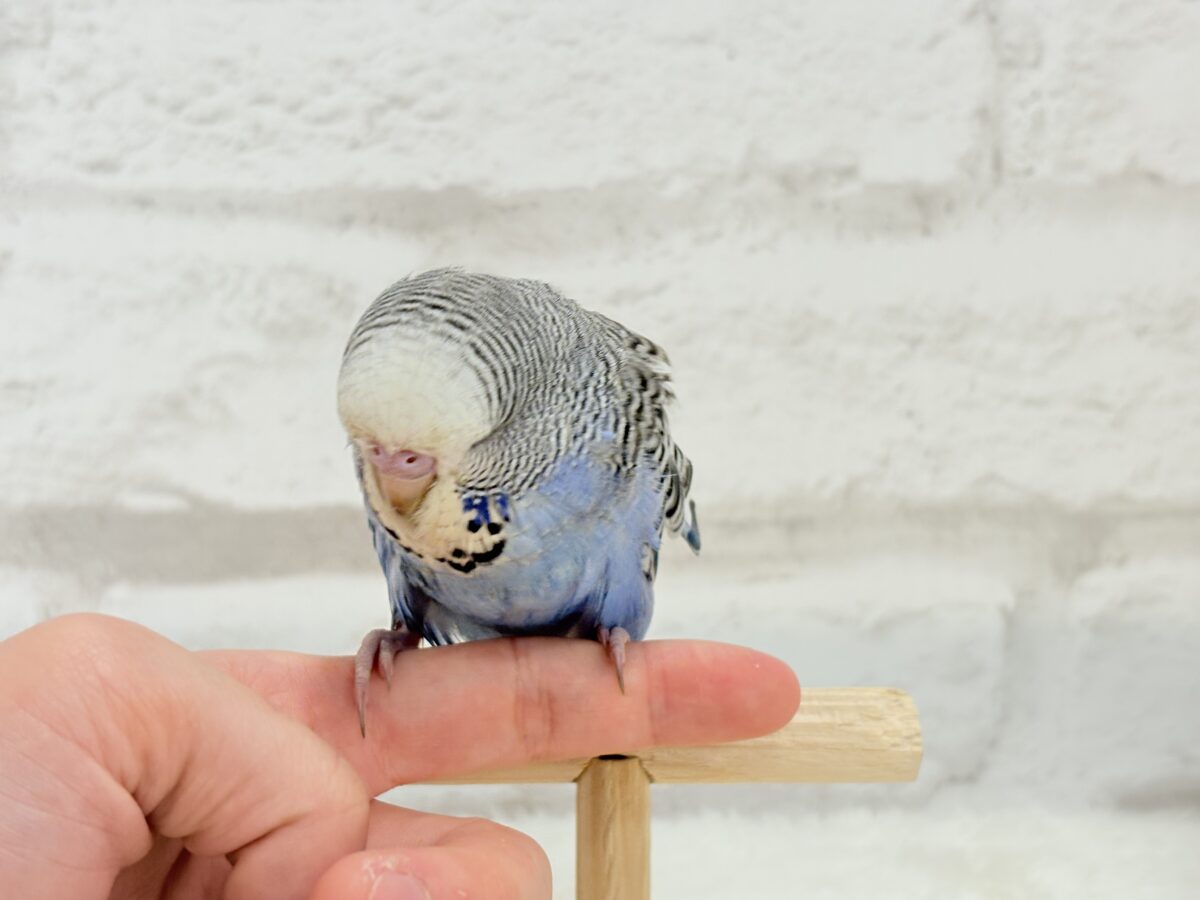 ジャンボセキセイインコ