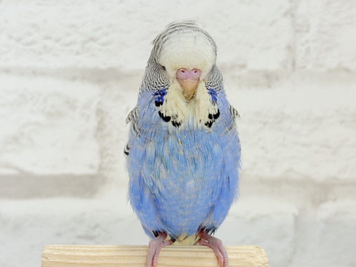 ジャンボセキセイインコ