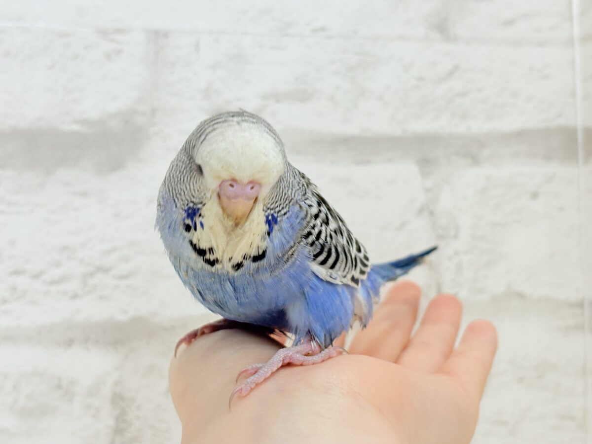 ジャンボセキセイインコ