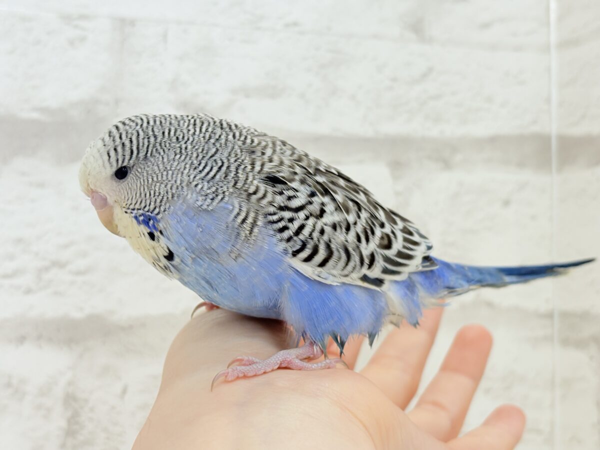 ジャンボセキセイインコ