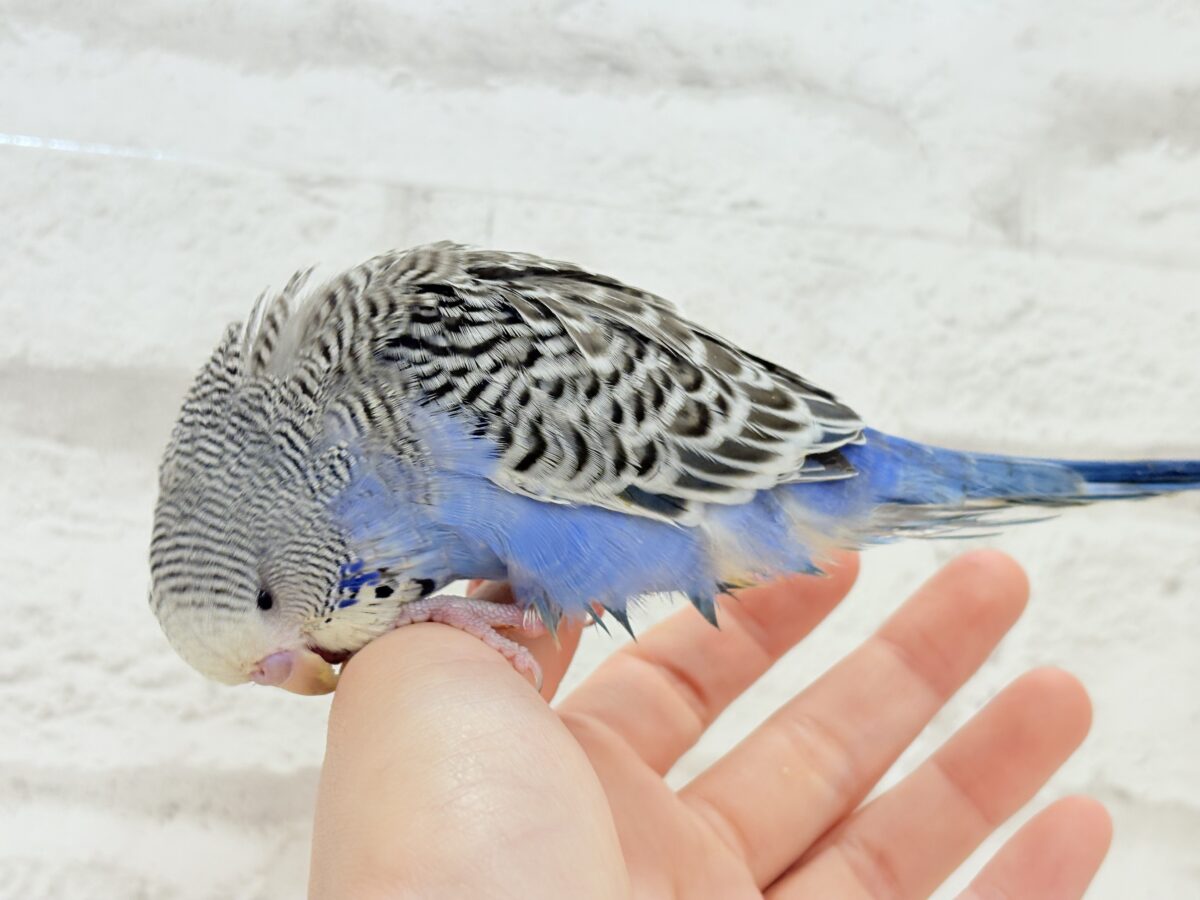 ジャンボセキセイインコ