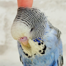 【最新画像・動画更新🪄ひとり餌‪になりました☆】久々登場🐥💙もっふりさん‪☆ジャンボセキセイインコ(ノーマル) ヒナ