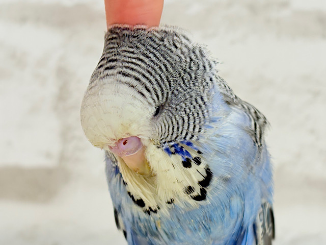 【最新画像・動画更新🪄ひとり餌‪になりました☆】久々登場🐥💙もっふりさん‪☆ジャンボセキセイインコ(ノーマル) ヒナ