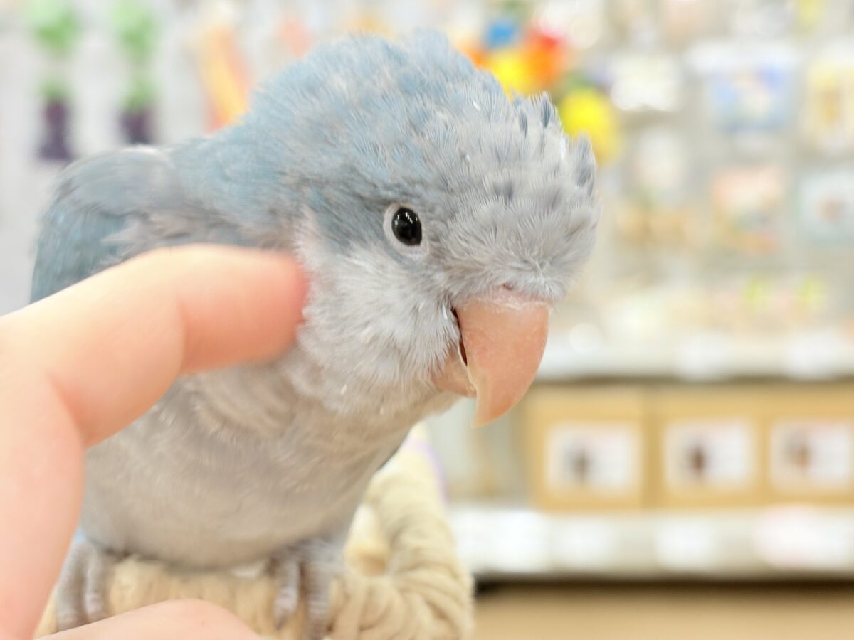 【最新画像更新🪄もうすぐひとり餌☆】飛びきりのスマイル😊ウケケケダンスに魅了されちゃう((🐣))🪇💖オキナインコ(ブルー) ヒナ オキナインコ