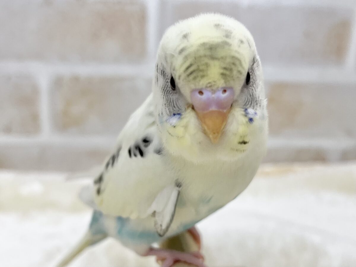 【🆙最新画像あり‼️】永遠のベイビーフェイス💛🤍 セキセイインコ(クリームハルクイン) セキセイインコ
