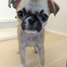 超ときめいちゃう💖　ハーフ犬（チワワ×パグ）の女のコ　2026/6/4撮影