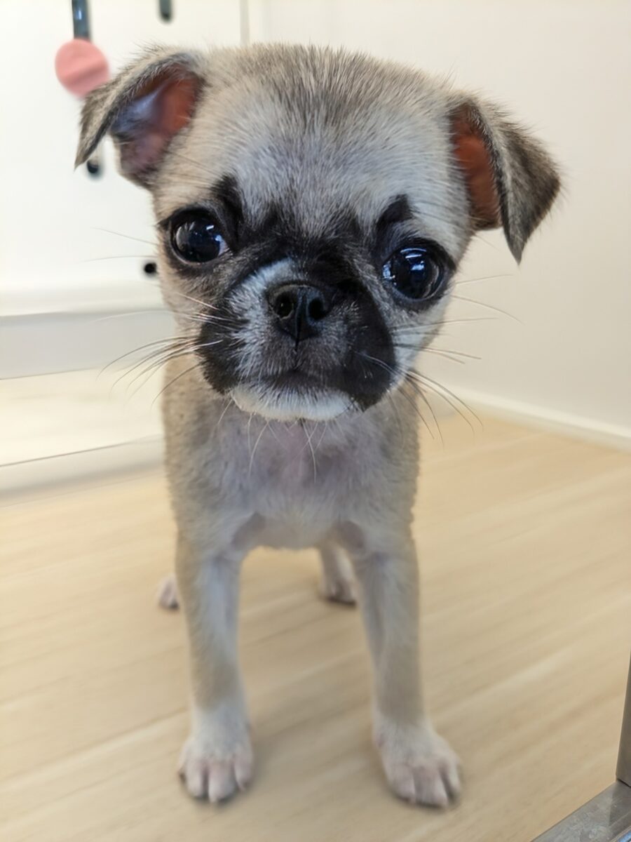 超ときめいちゃう💖　ハーフ犬（チワワ×パグ）の女のコ　2026/6/4撮影