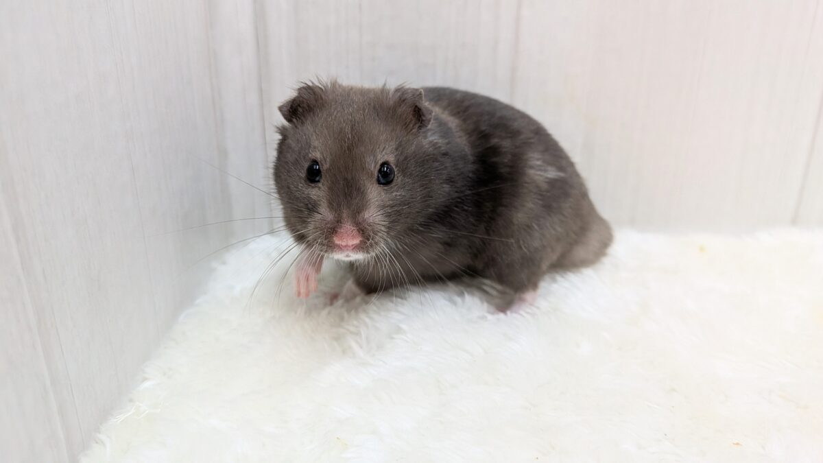 ブルーグレー？チョコレート？オシャレ斑なカラーハムスターさん