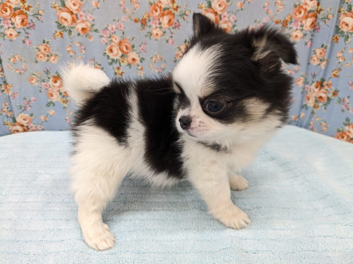 最新画像更新!!はい!みんなボクに注目💙✨ ロングコートチワワの男のコ 2026/7/23撮影 チワワ