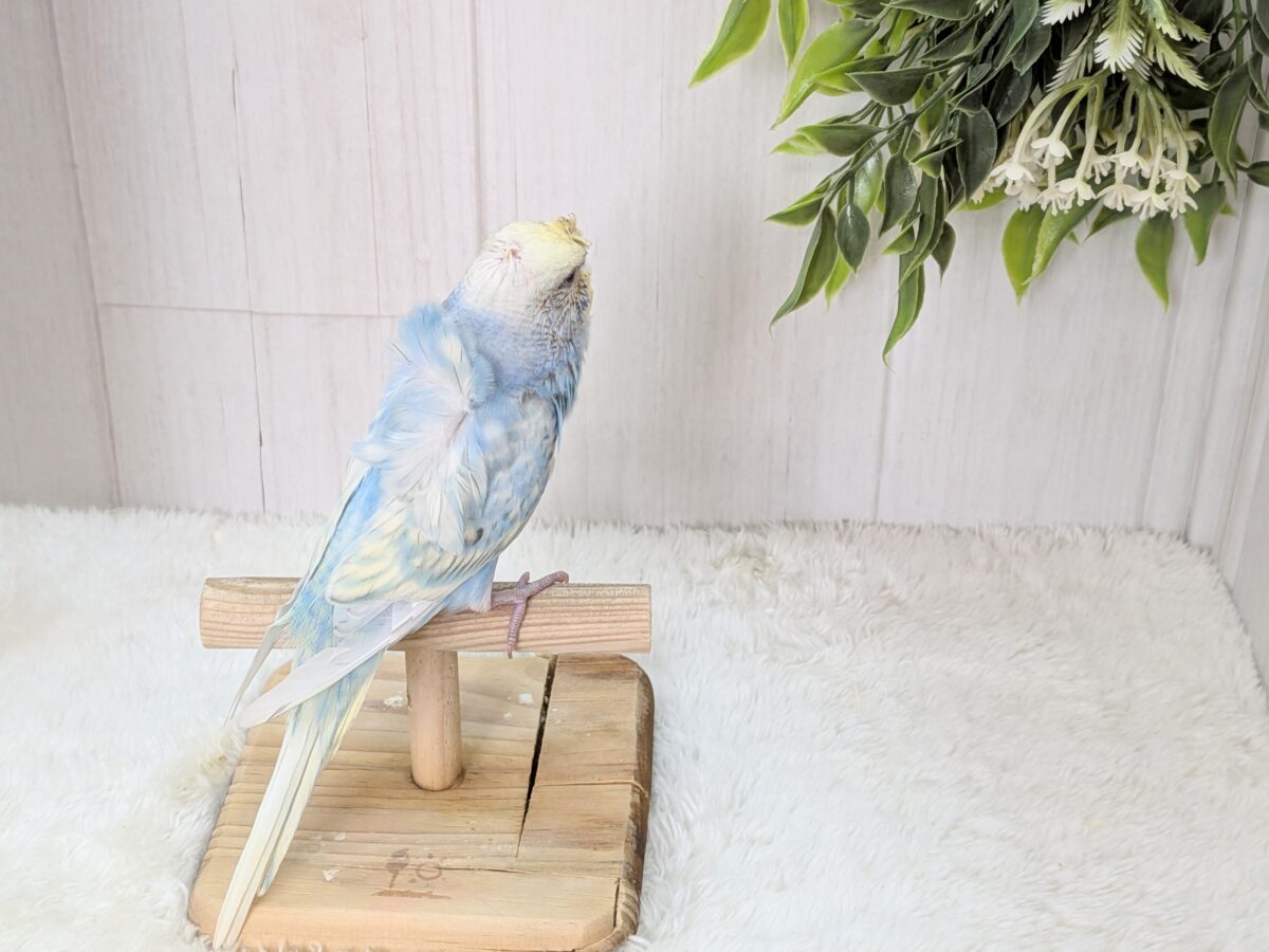 梵天セキセイインコ