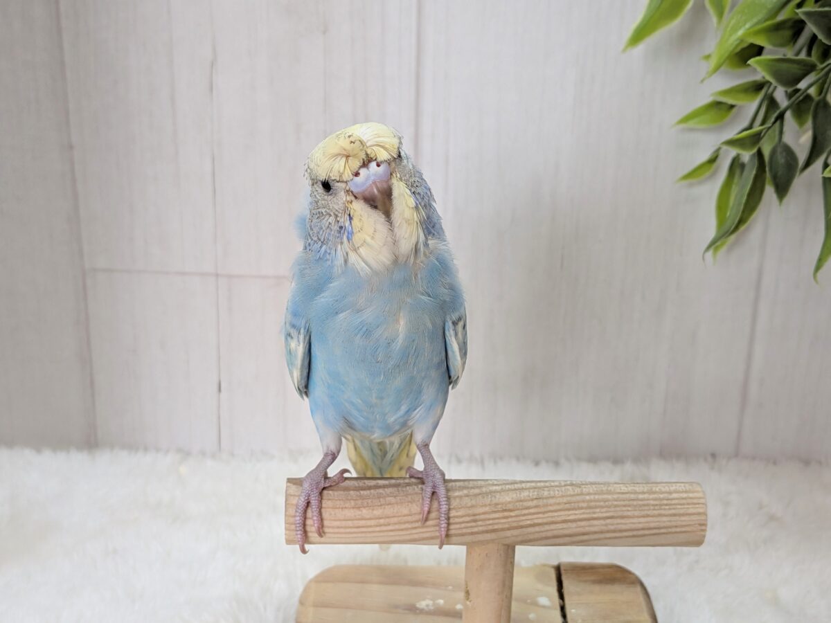 梵天セキセイインコ
