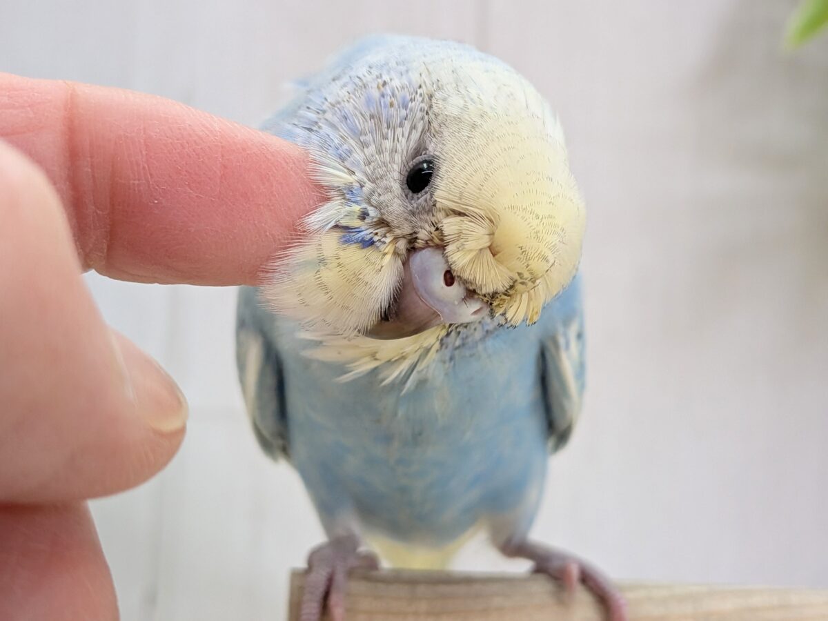 梵天セキセイインコ